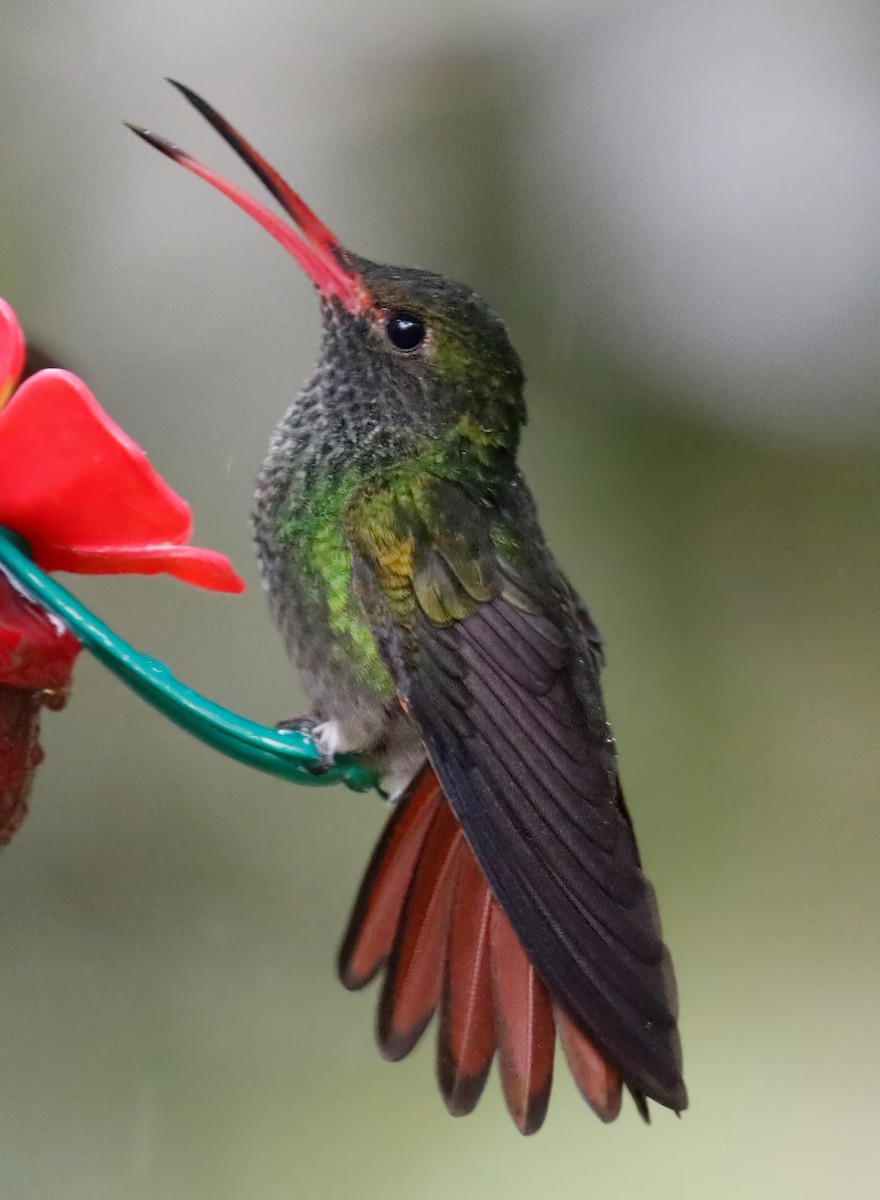 Rufous-tailed Hummingbird - Tom Lewis