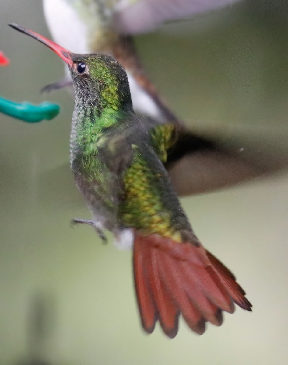 Rufous-tailed Hummingbird - Tom Lewis