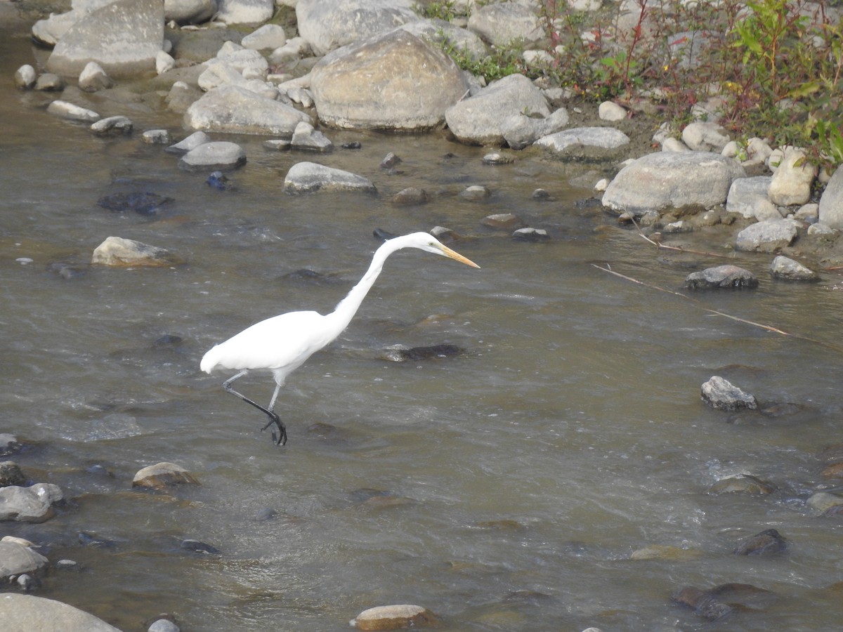 Great Egret - Penlock Chen