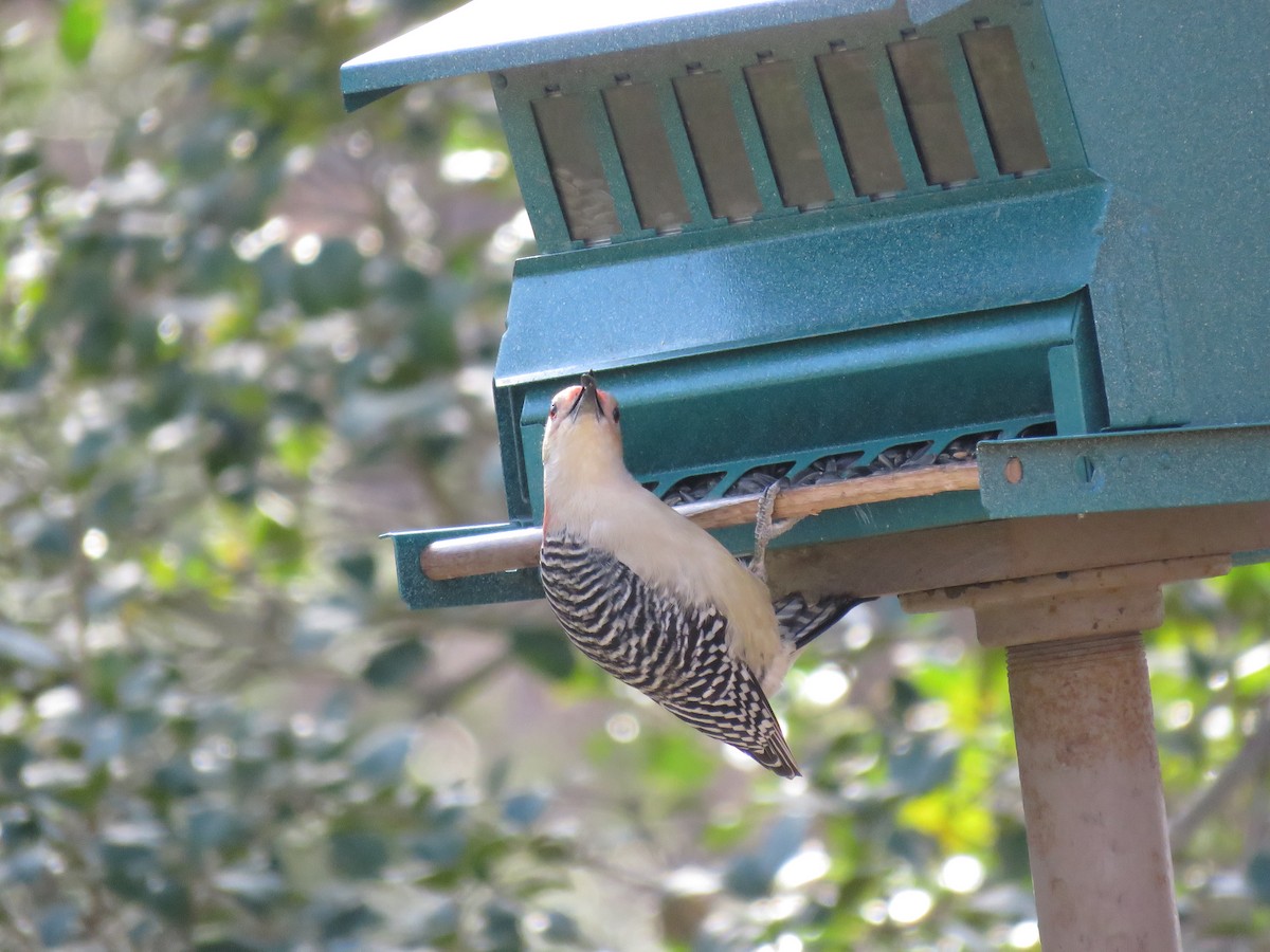 Red-bellied Woodpecker - Steve Bicker
