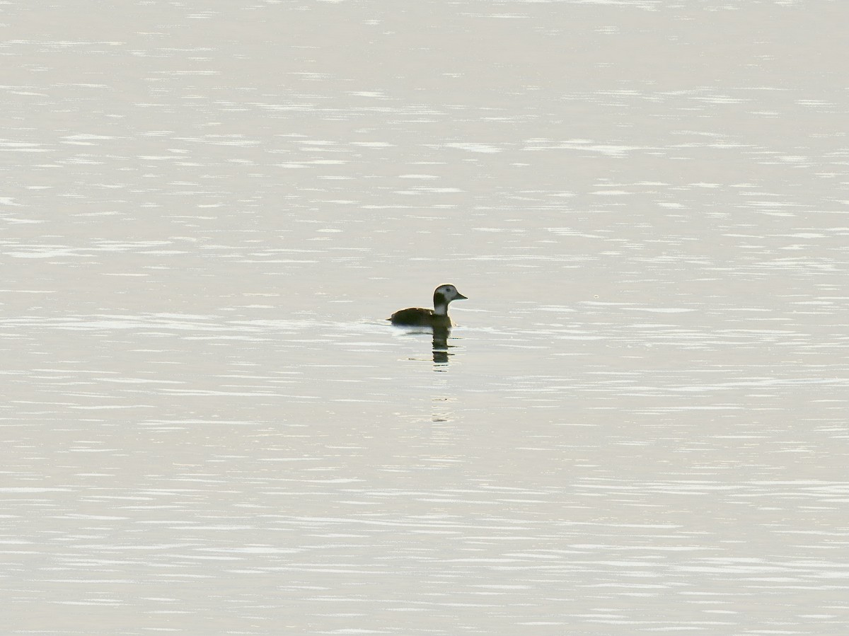 Long-tailed Duck - ML522886501
