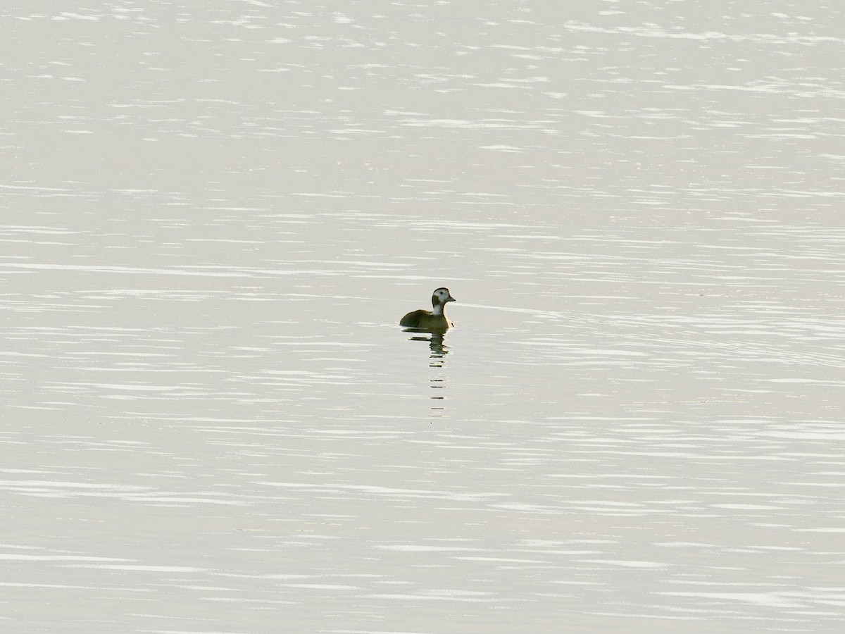 Long-tailed Duck - Yi-Ying Lee