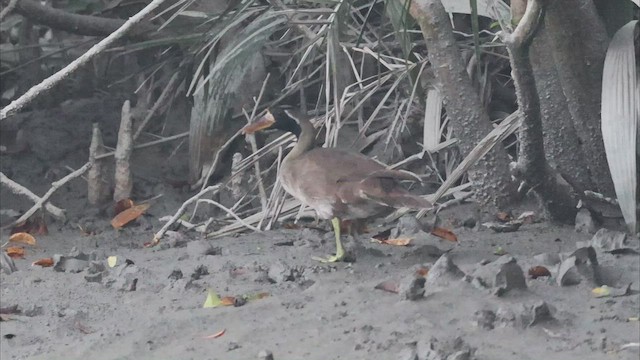 Masked Finfoot - ML522886761