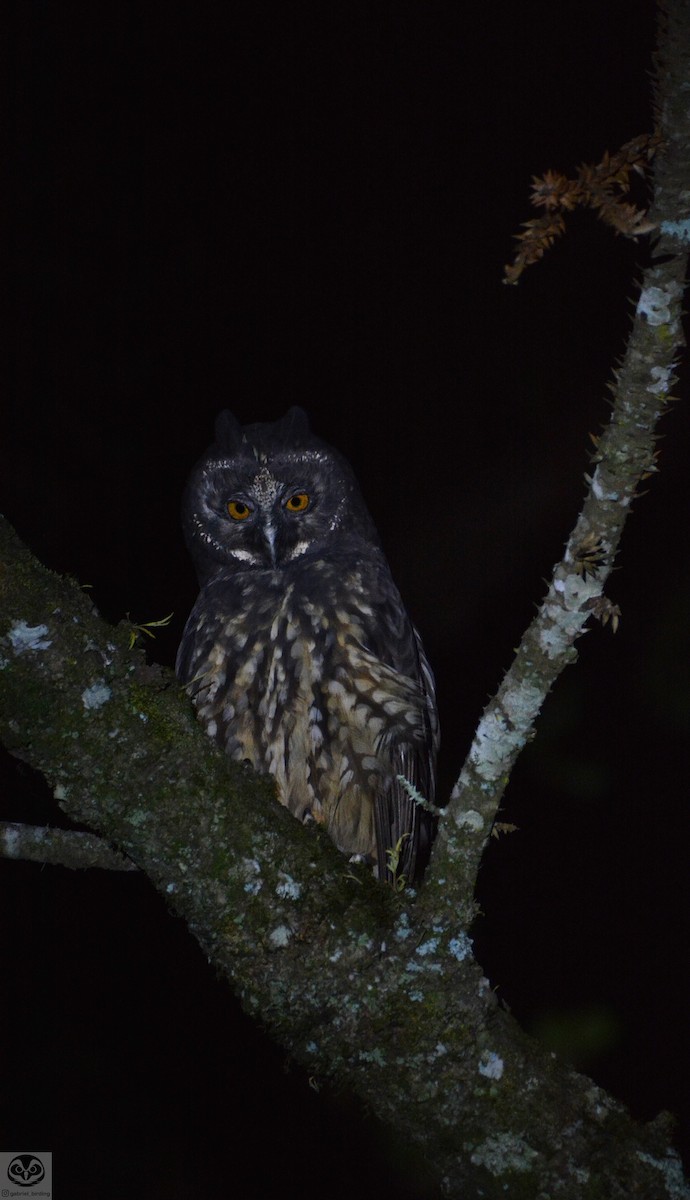 Stygian Owl - ML522887061