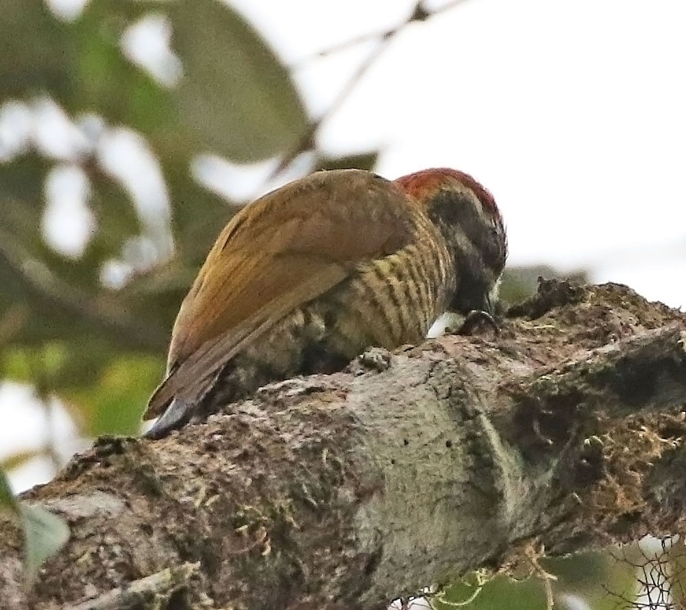 Yellow-vented Woodpecker - ML522887241