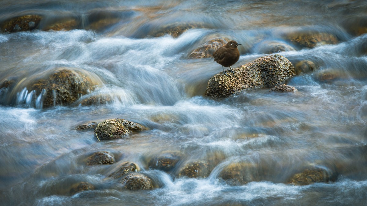 Brown Dipper - ML522887351