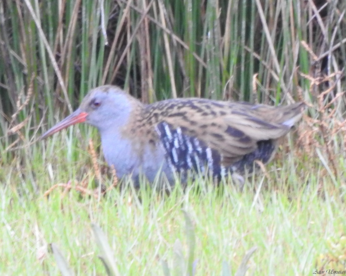 Water Rail - ML522887821