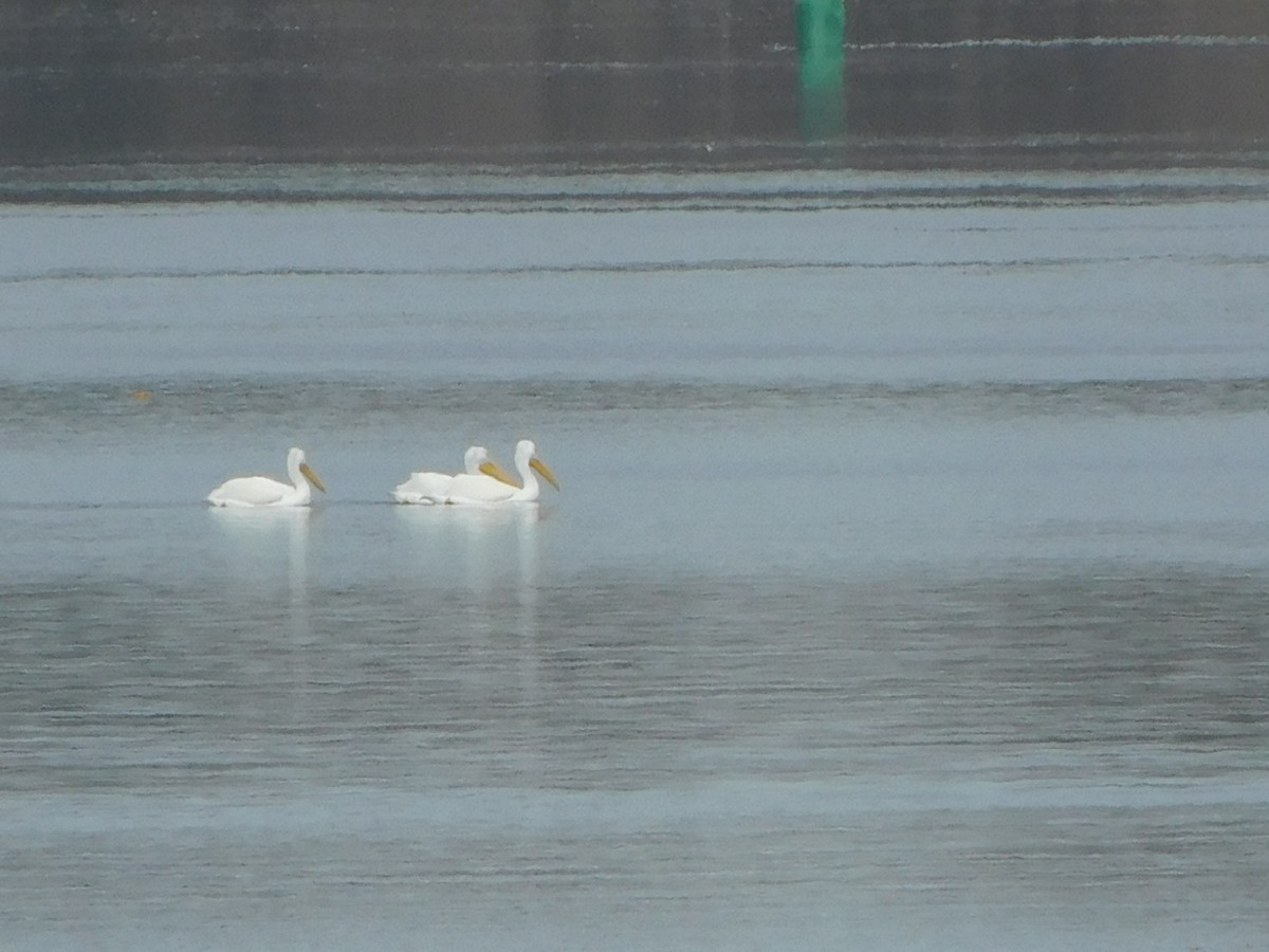 American White Pelican - ML522887961