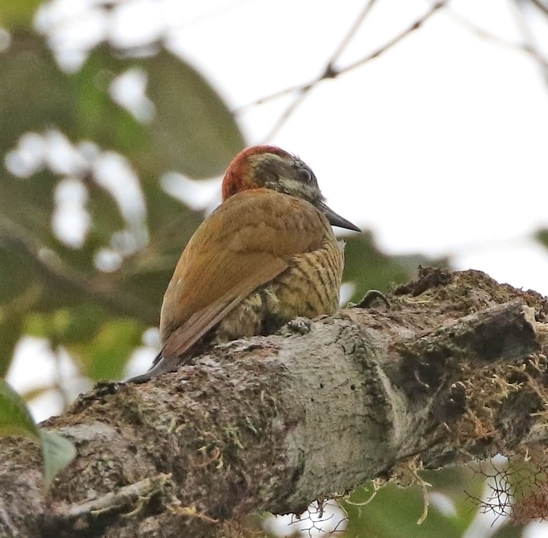 Yellow-vented Woodpecker - ML522888651