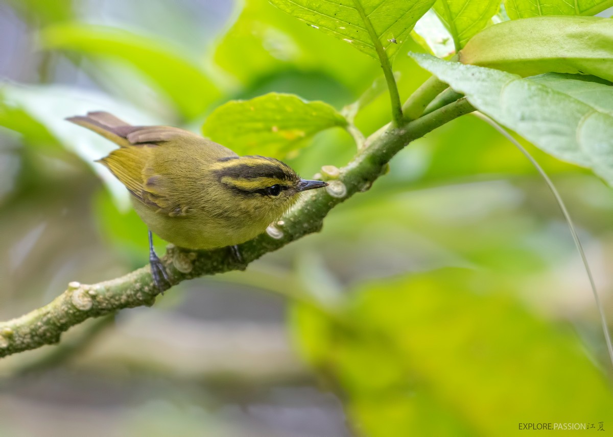 Mountain Leaf Warbler - Wai Loon Wong