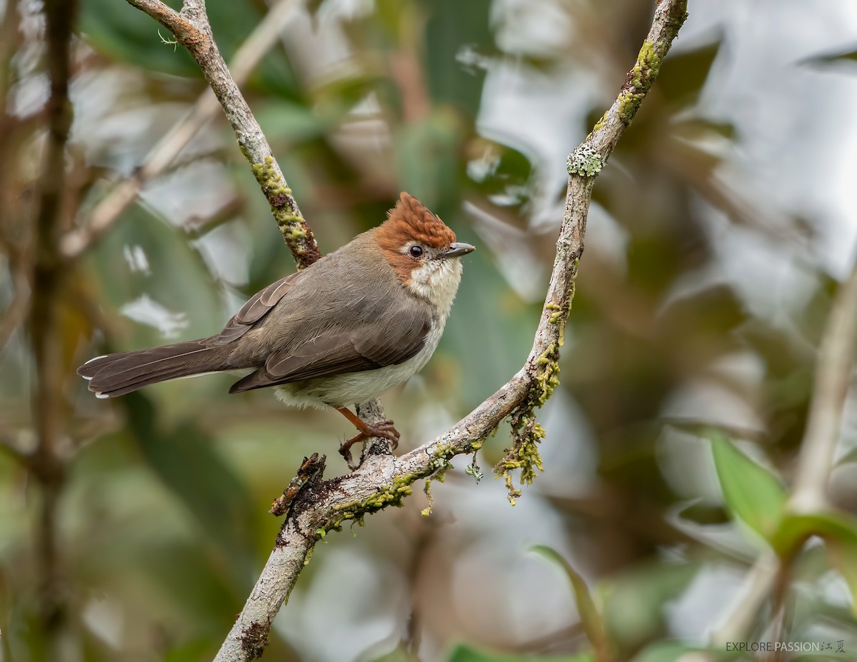 Chestnut-crested Yuhina - Wai Loon Wong