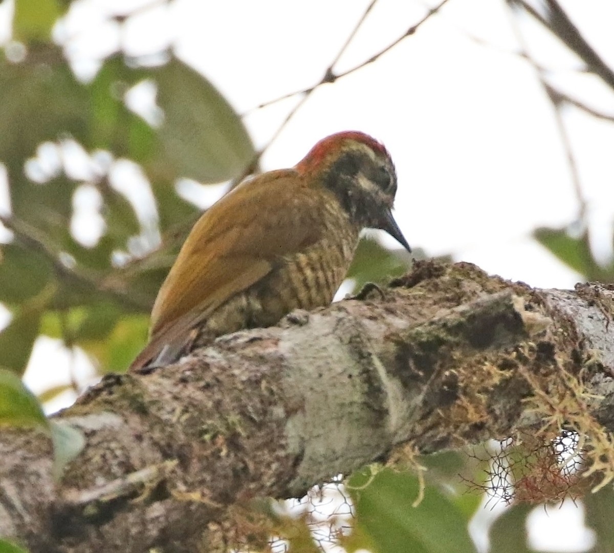 Yellow-vented Woodpecker - ML522889061