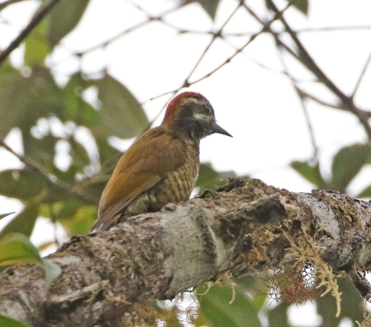 Yellow-vented Woodpecker - ML522890361