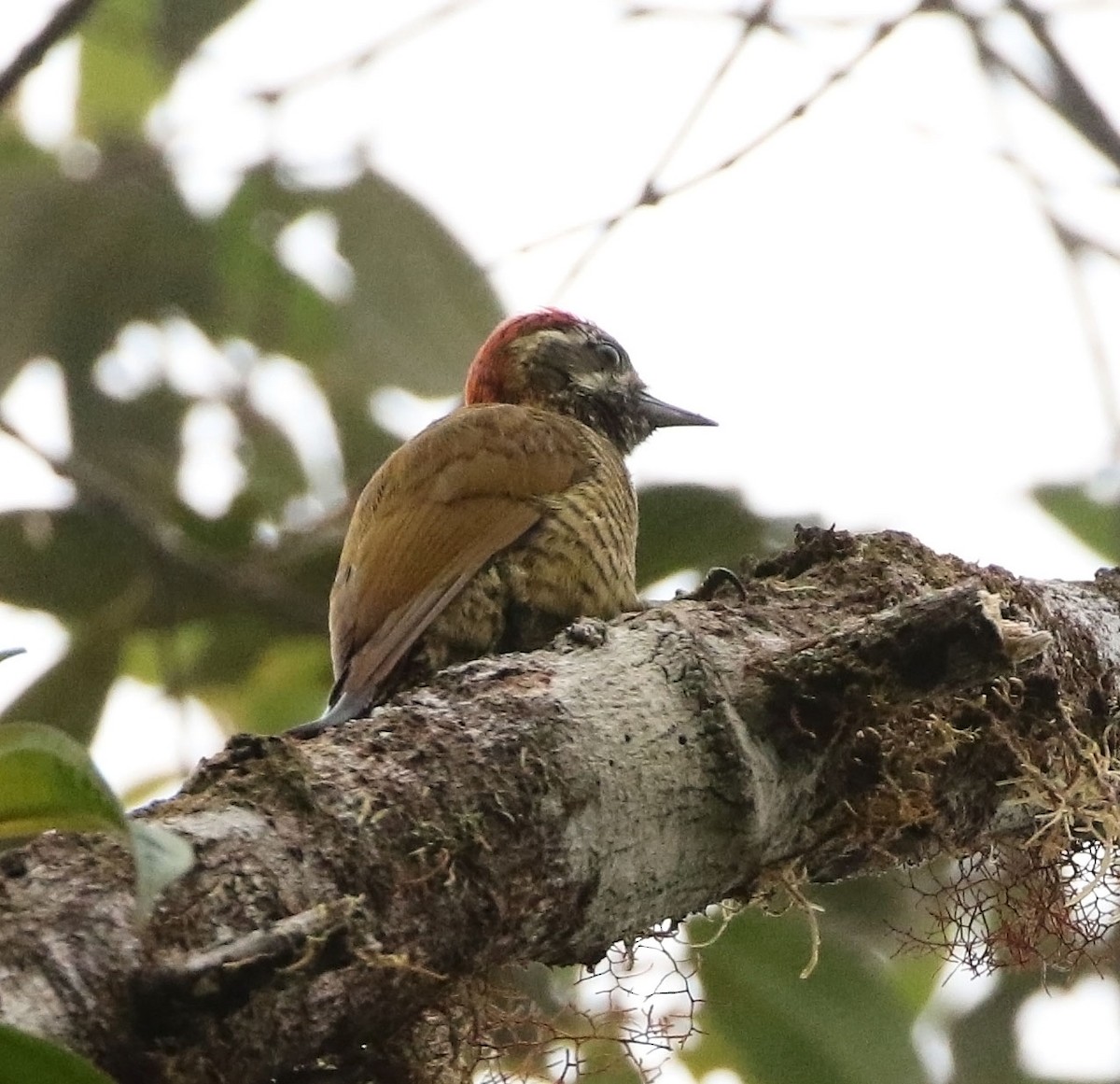 Yellow-vented Woodpecker - ML522891151