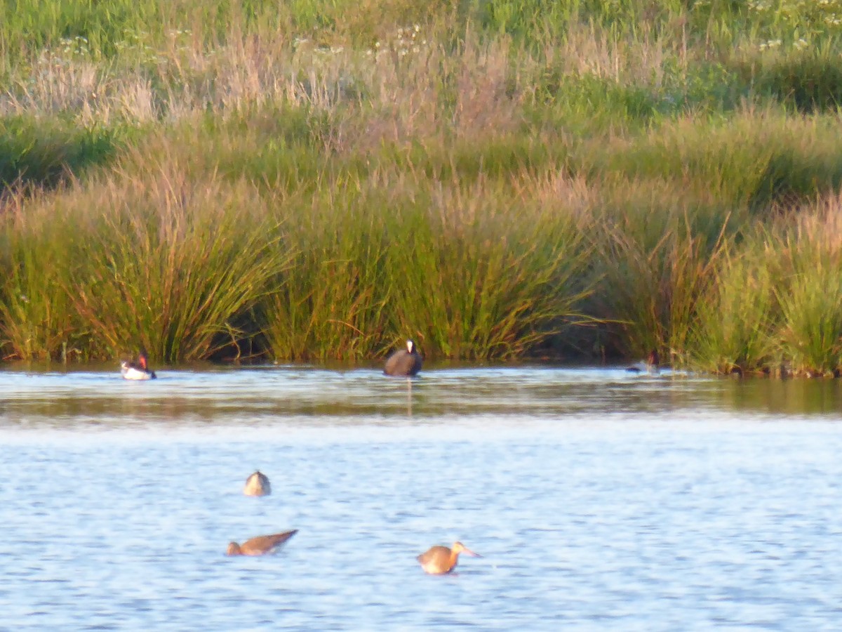 Eurasian Coot - ML522891381