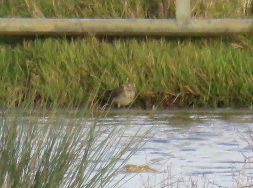 Water Pipit - ML522891741