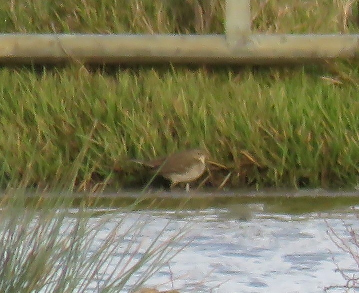 Water Pipit - ML522891751