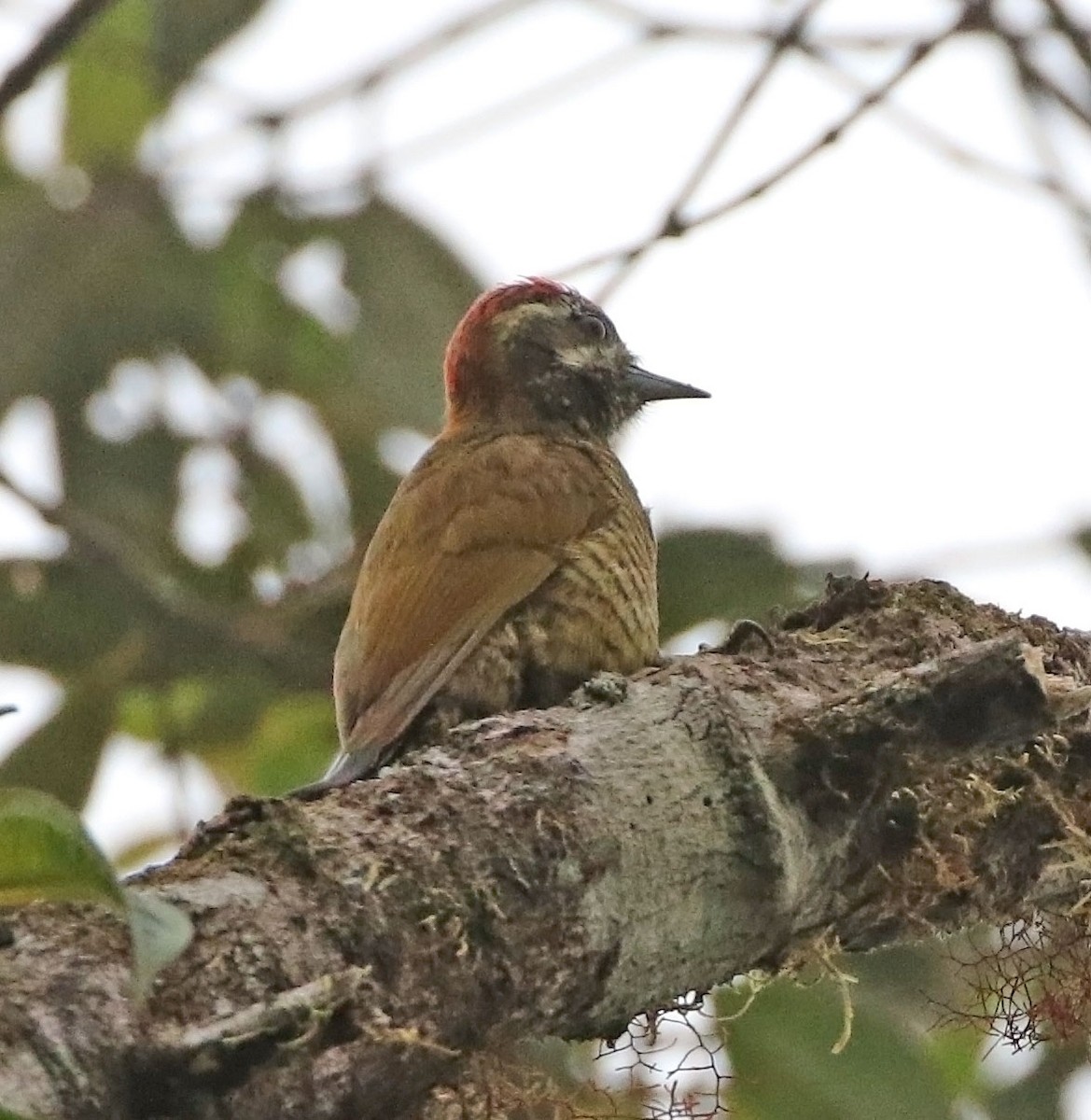 Yellow-vented Woodpecker - ML522891881