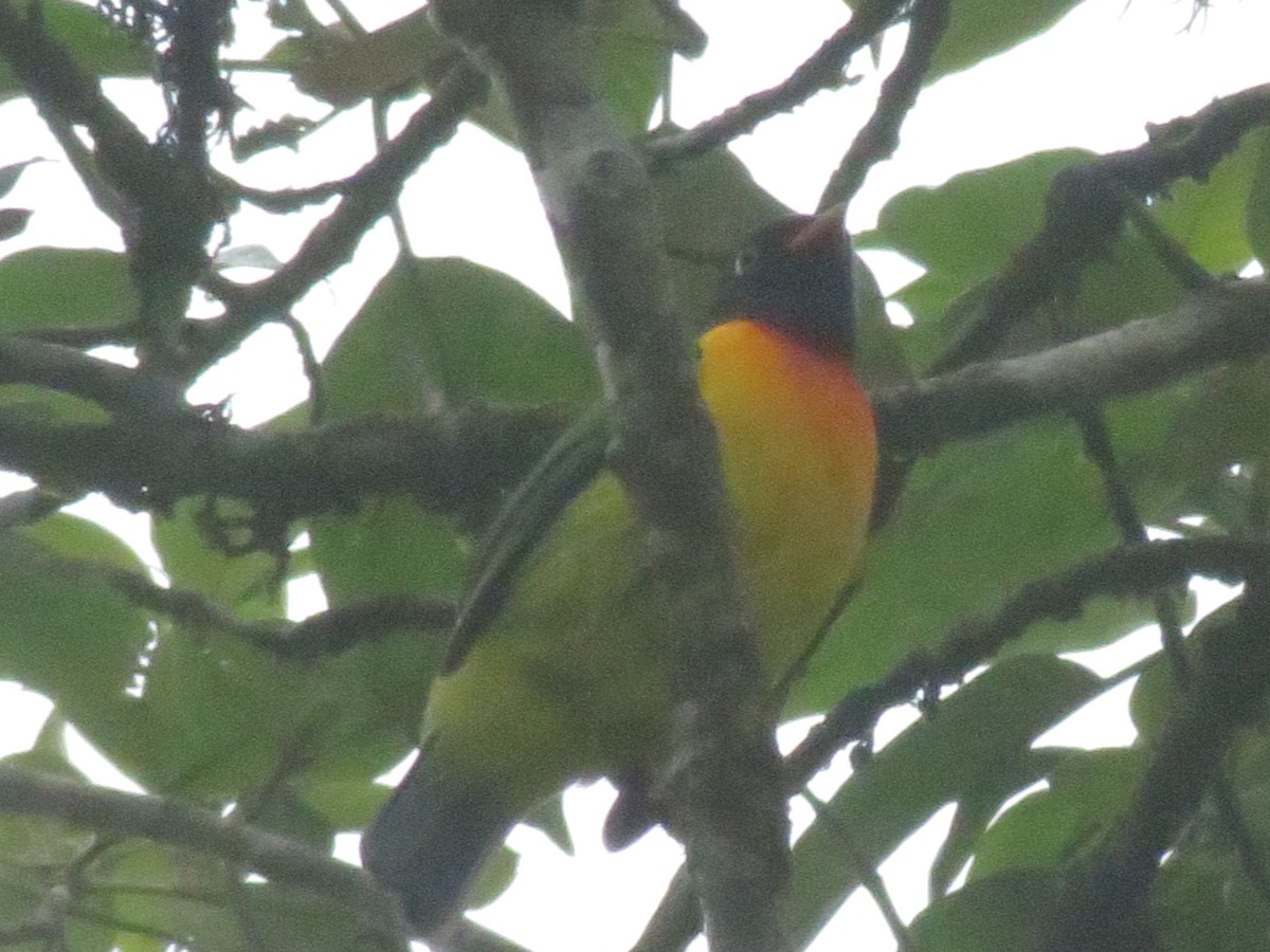 Handsome Fruiteater - Alberto Jose Navas Espinoza