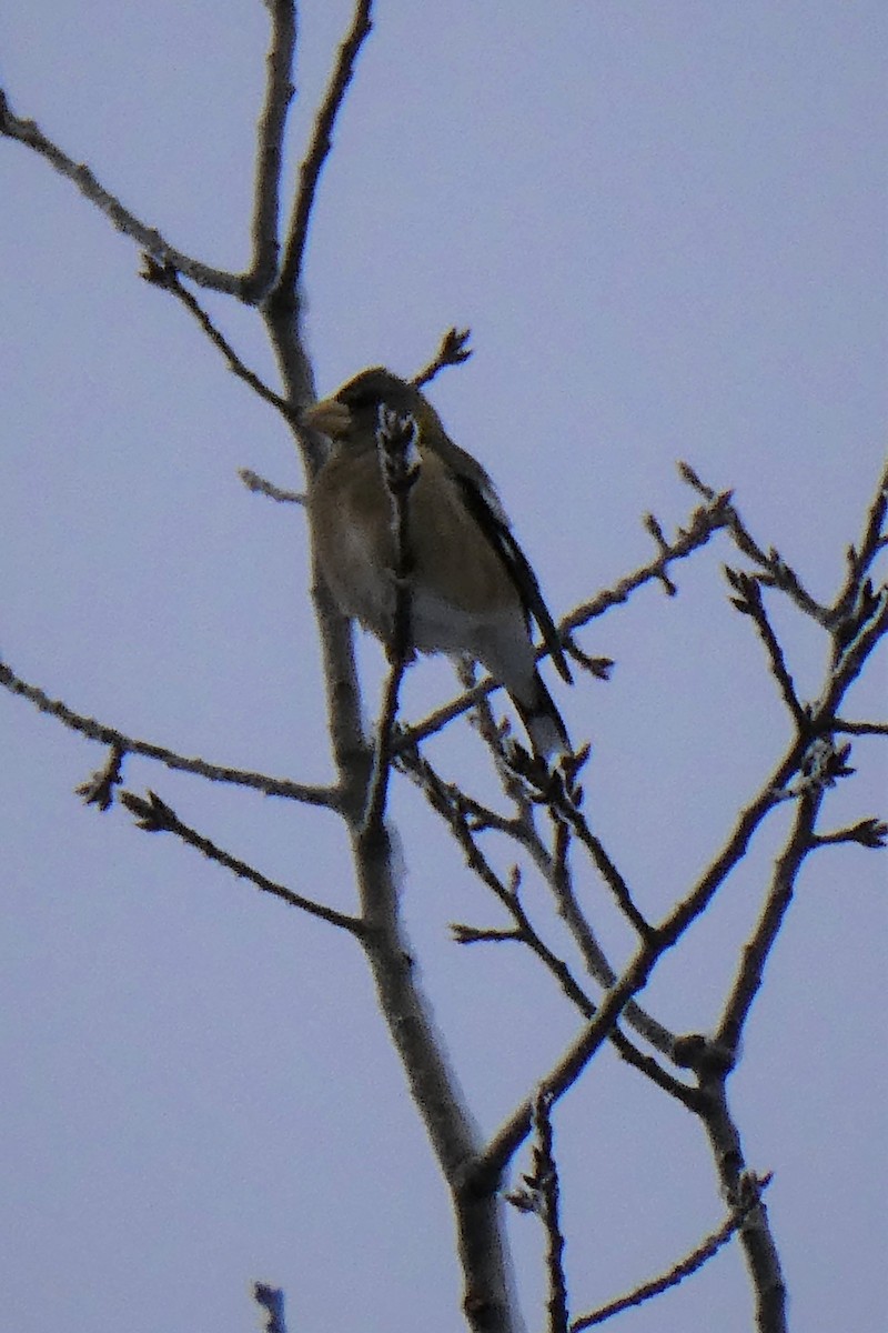 Evening Grosbeak - ML522892031