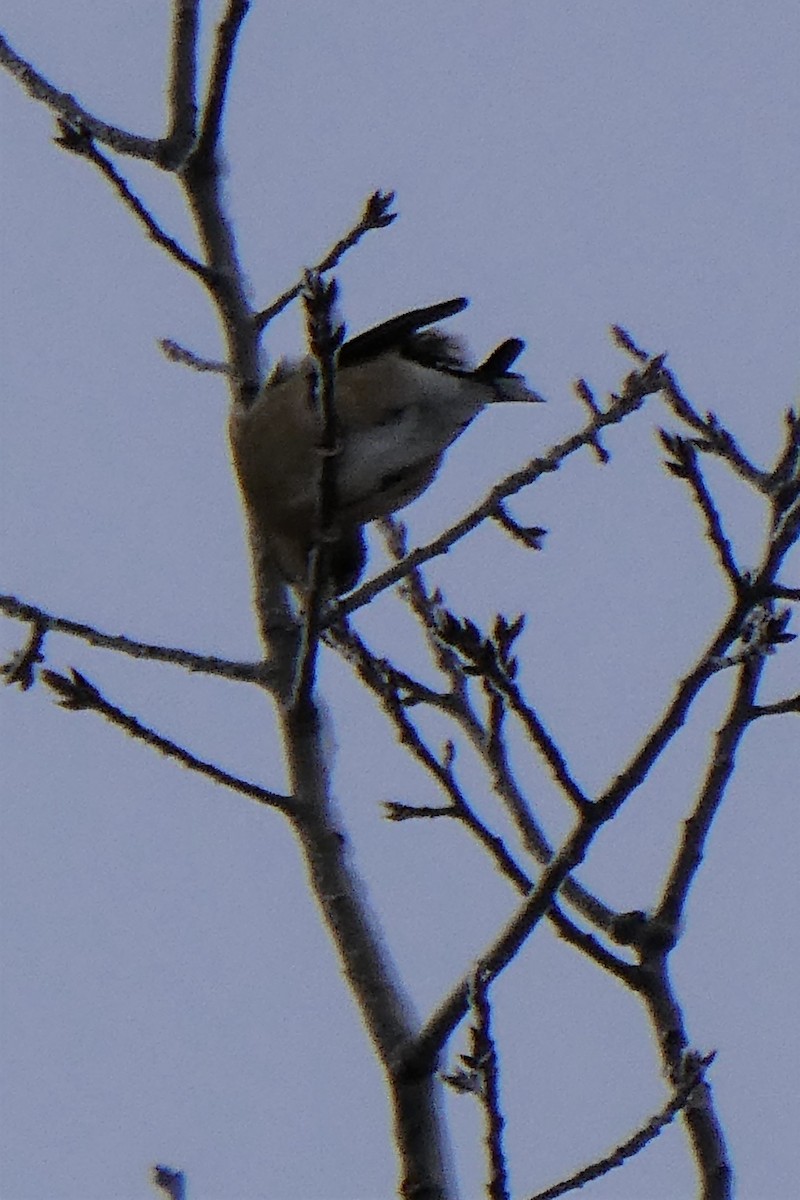 Evening Grosbeak - ML522892061
