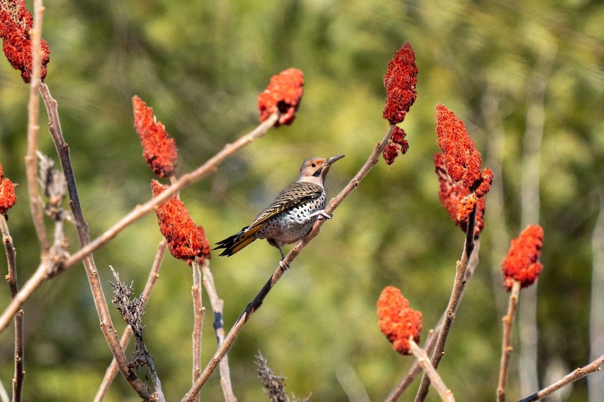 Northern Flicker - ML522892191