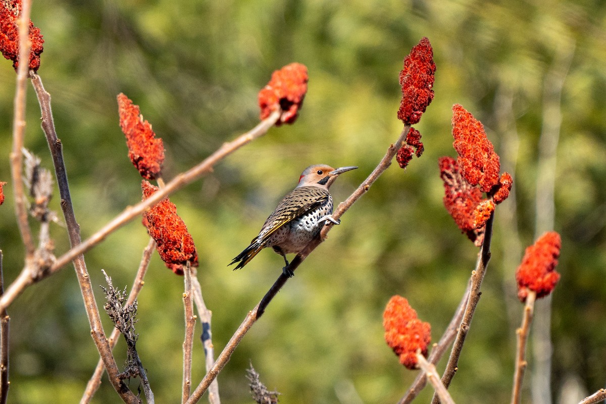 Northern Flicker - ML522892271