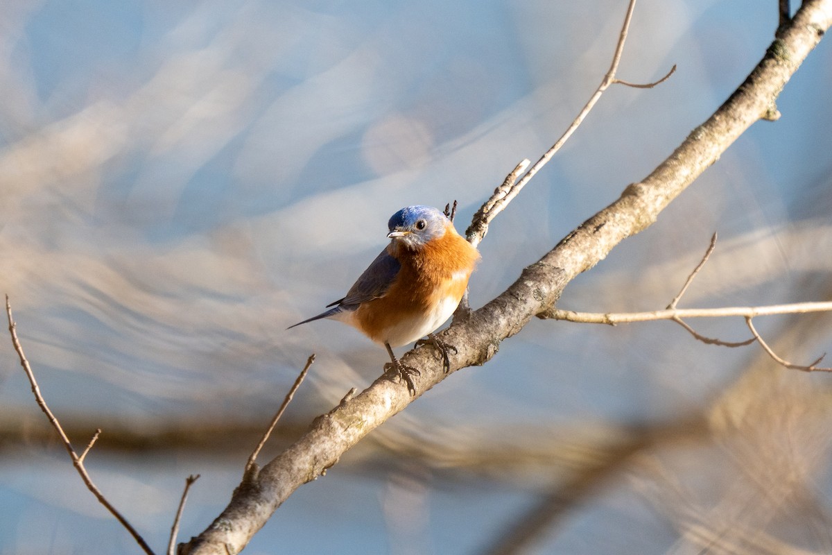 Eastern Bluebird - ML522892641