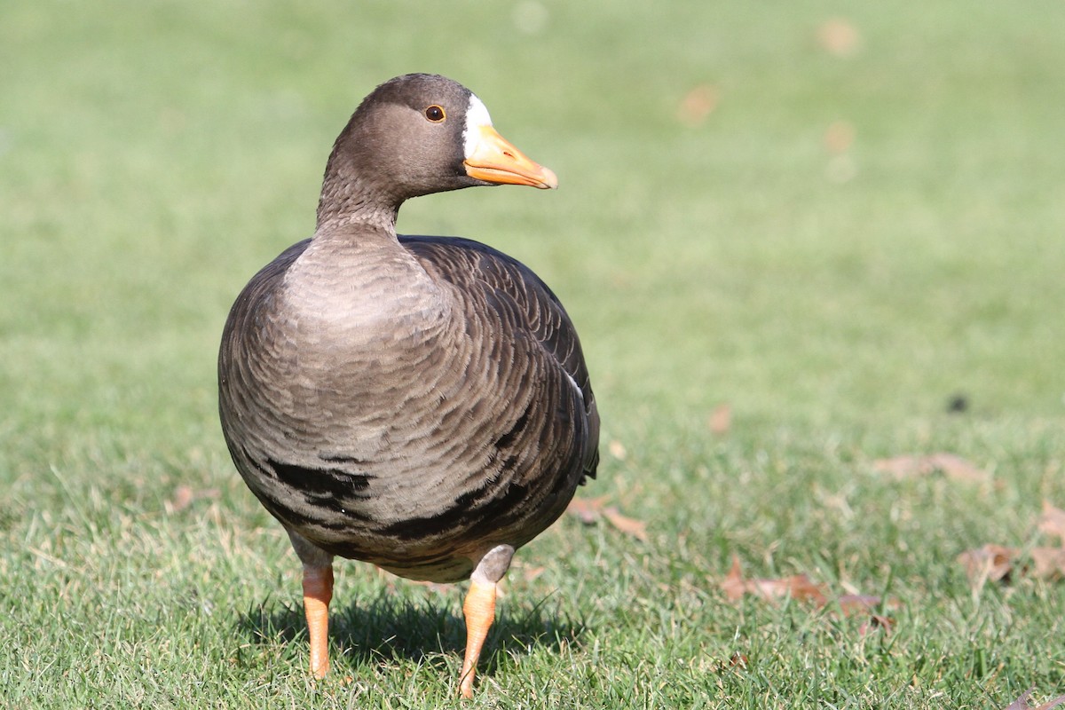 Greater White-fronted Goose - ML522892821