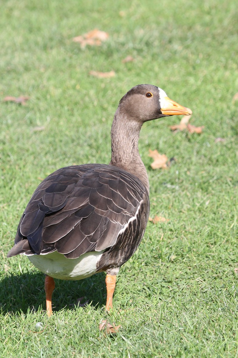 Greater White-fronted Goose - Jun Tsuchiya