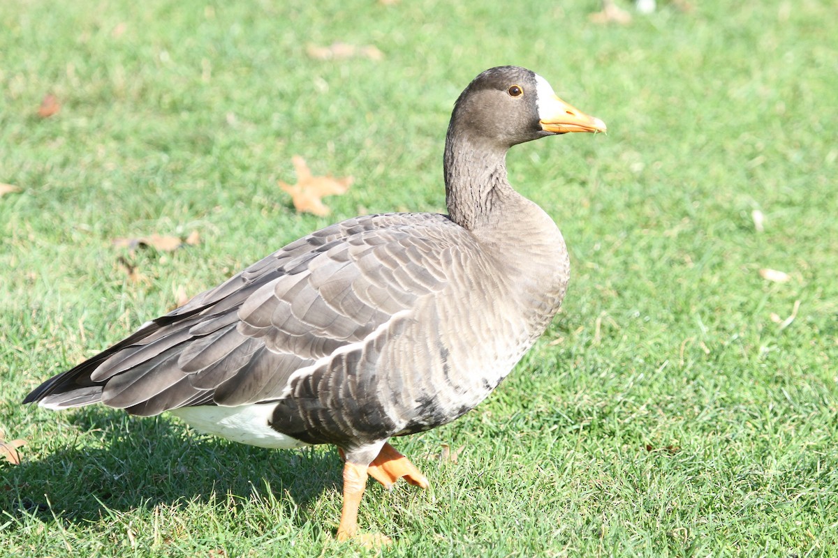 Greater White-fronted Goose - ML522892841