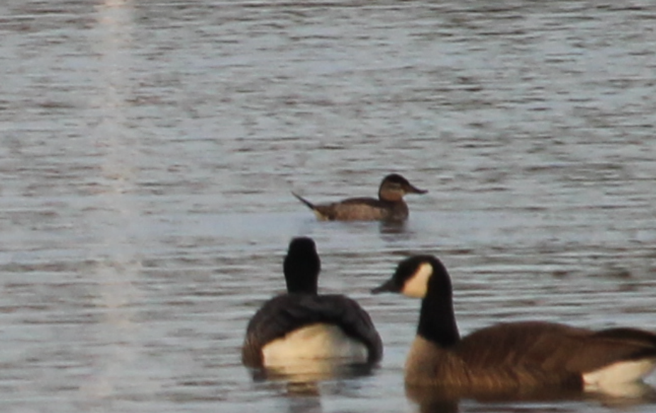 Ruddy Duck - ML522893091