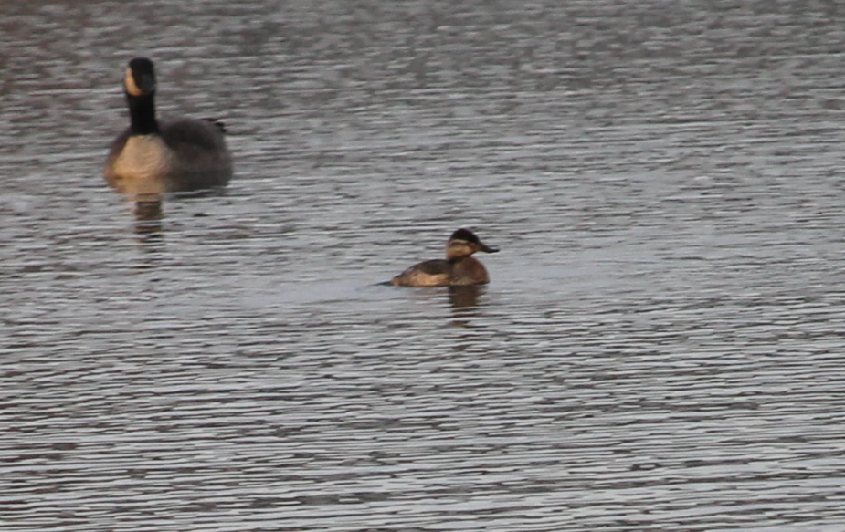 Ruddy Duck - ML522893101