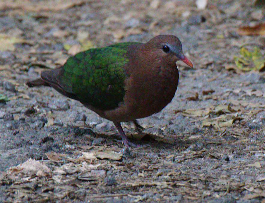 holub zelenokřídlý - ML522894181