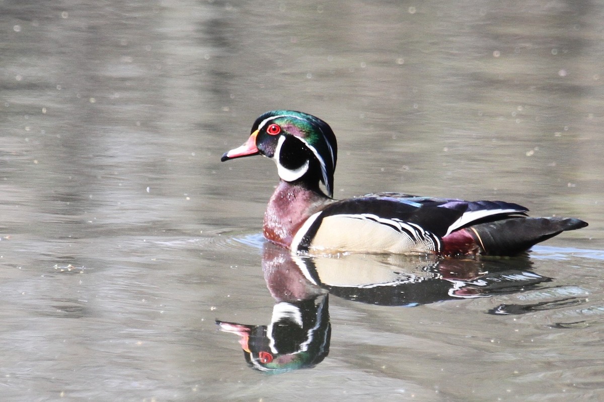 Wood Duck - ML522894581