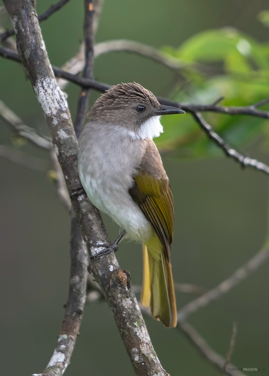 Cinereous Bulbul (Green-winged) - Wai Loon Wong