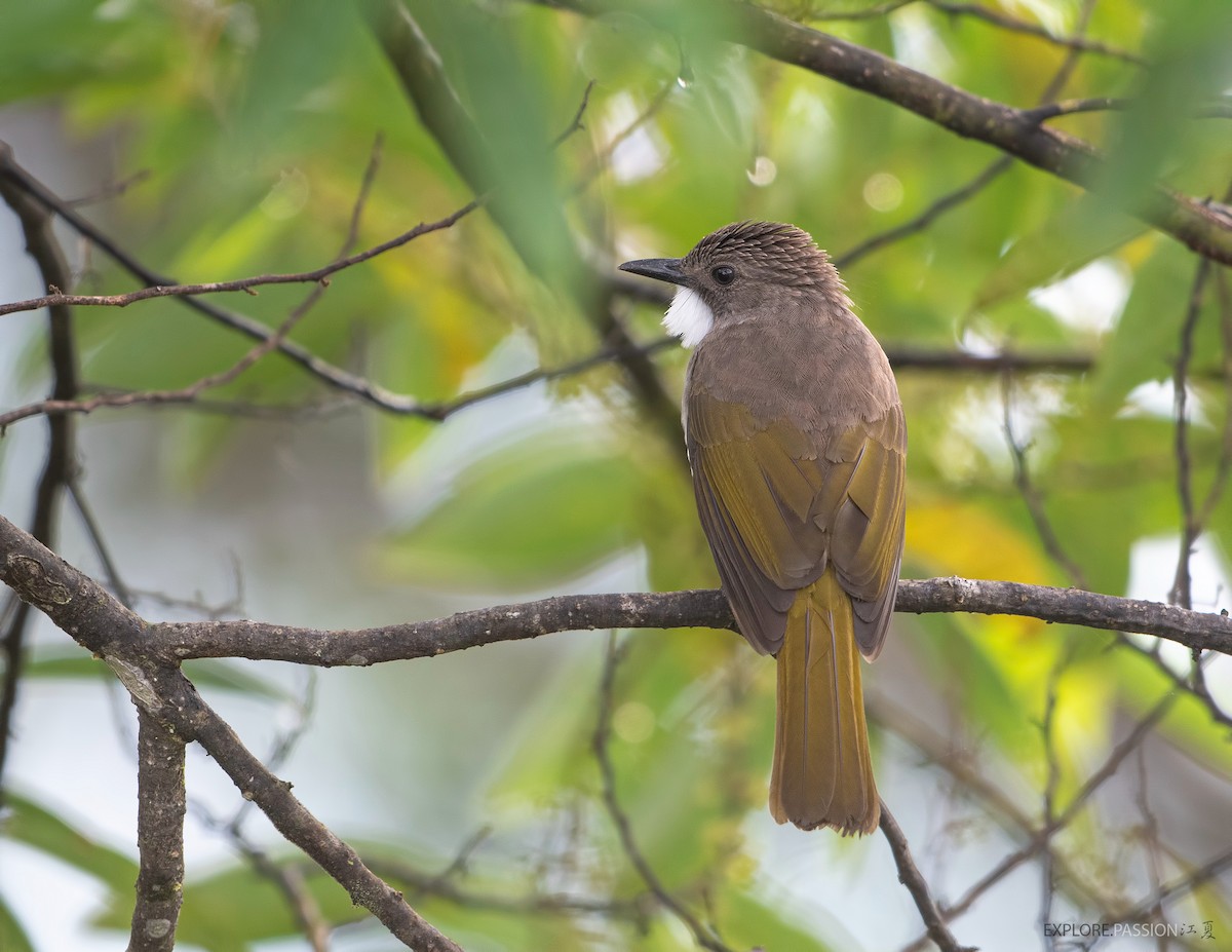 Cinereous Bulbul (Green-winged) - ML522895021