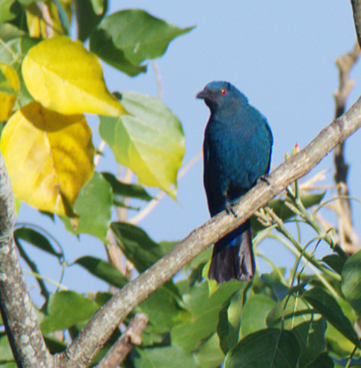 Asian Fairy-bluebird - Fareed Mohmed