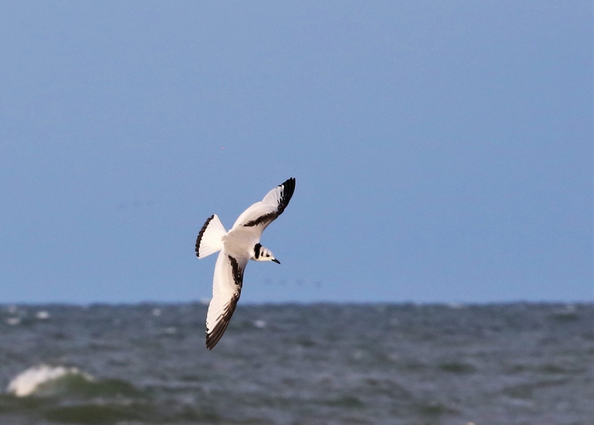 Black-legged Kittiwake - ML522896951