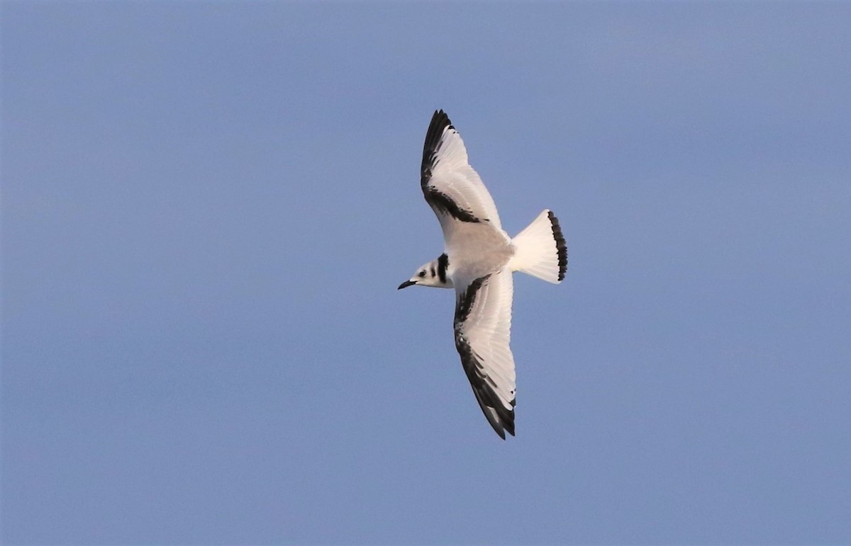 Black-legged Kittiwake - ML522896971