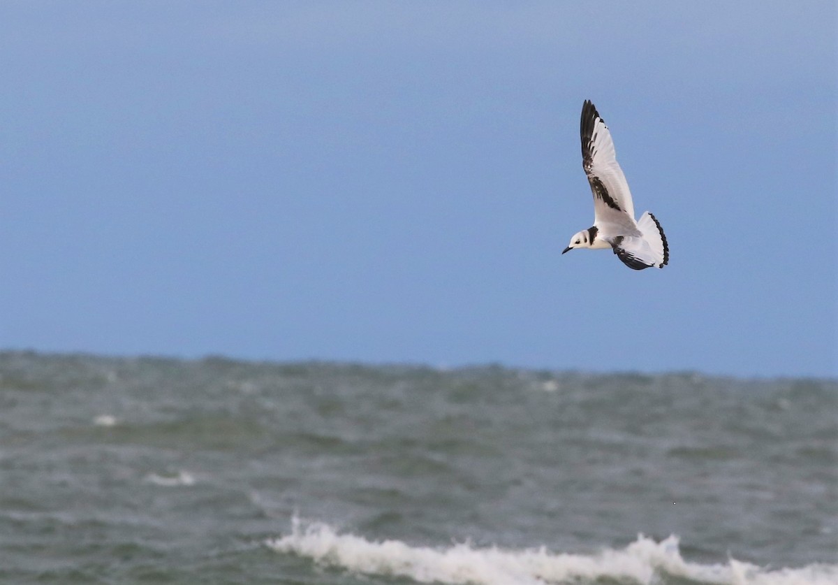 Black-legged Kittiwake - ML522896981
