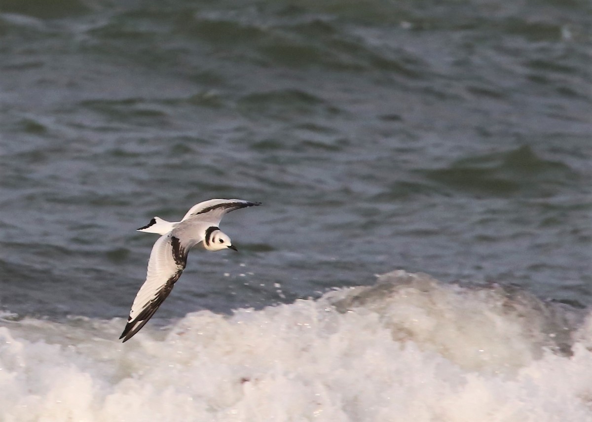 Black-legged Kittiwake - ML522896991