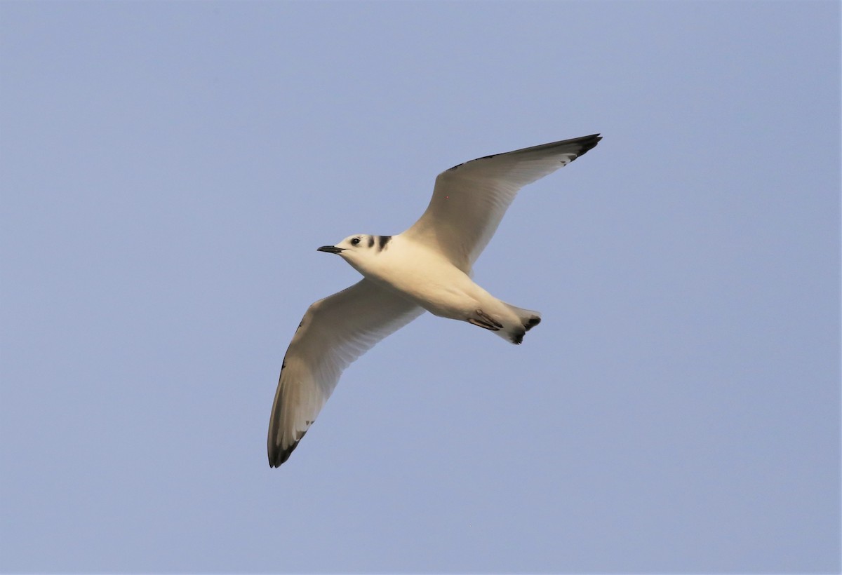 Black-legged Kittiwake - ML522897001