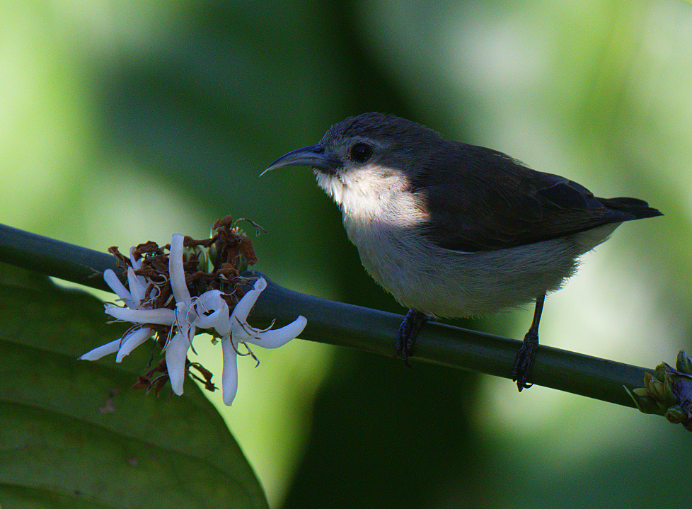 Nilgiri Flowerpecker - Fareed Mohmed