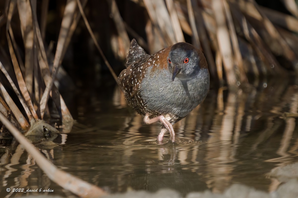 Black Rail - ML522897291