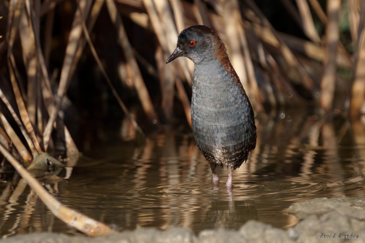 Black Rail - David Arkin