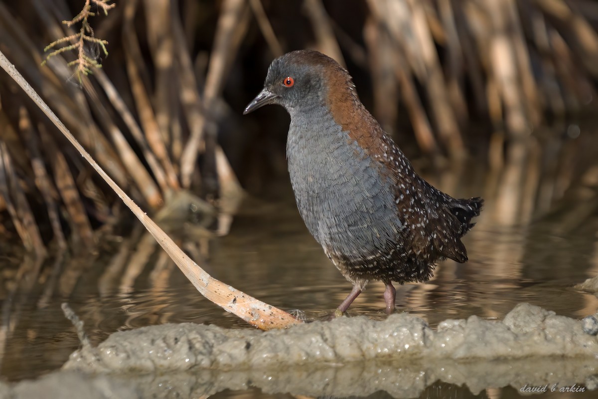 Black Rail - ML522897311