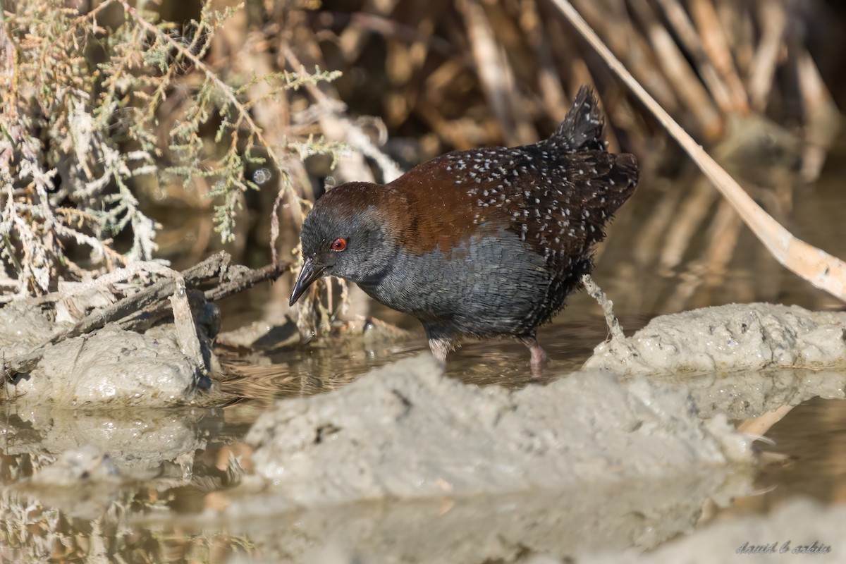 Black Rail - ML522897321