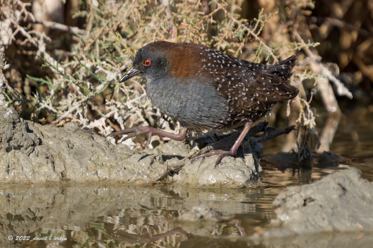 Black Rail - ML522897331