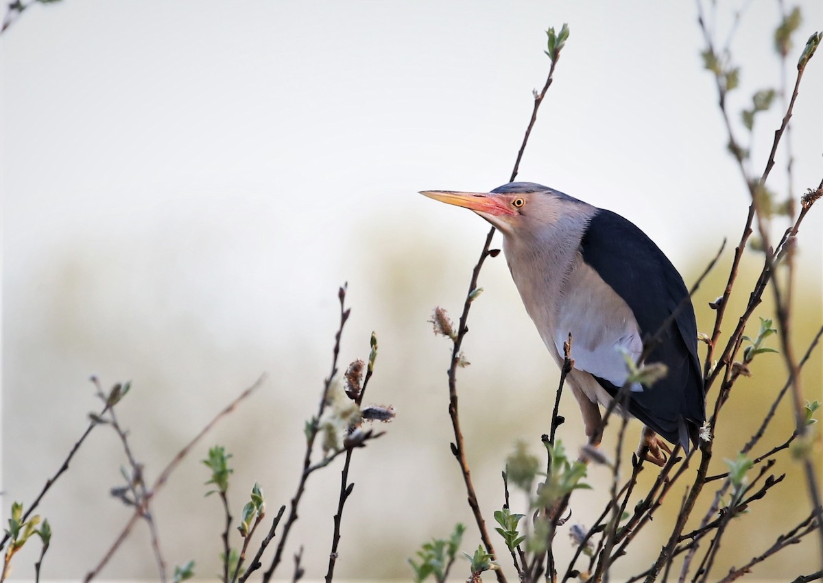Little Bittern - ML522897581
